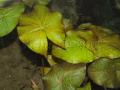 Akváriumi növények - Nymphaea lotus vörös tigrislotus
